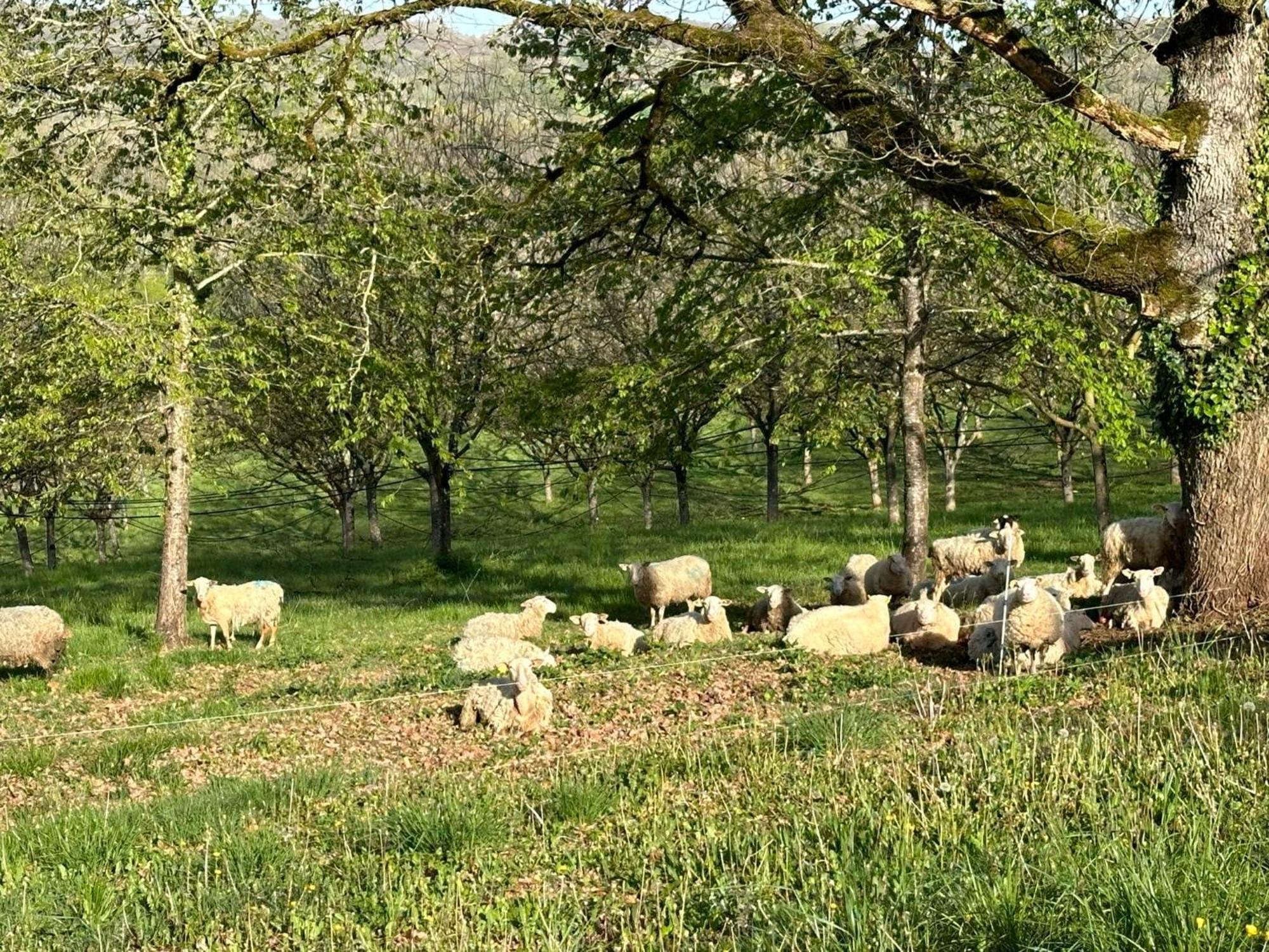 Domaine La Noyeraie Perigord Noir Villa Paulin Esterno foto